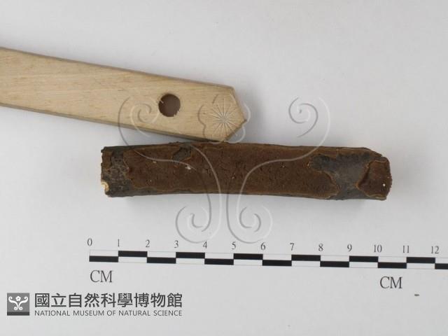 木層孔菌屬藏品圖，第1張