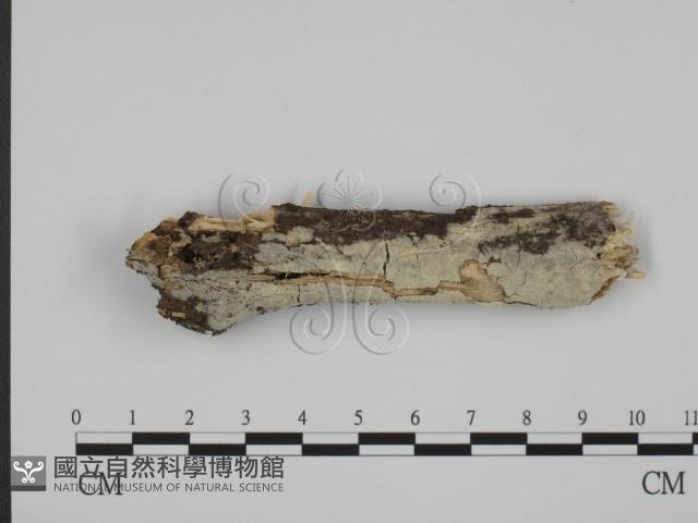 登錄號:F0005347藏品圖，第1張