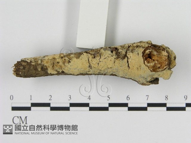 登錄號:F0009347藏品圖，第1張