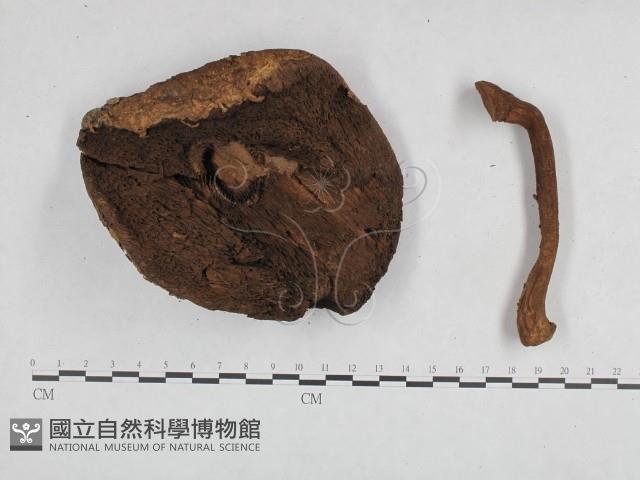 登錄號:F0023347藏品圖，第1張