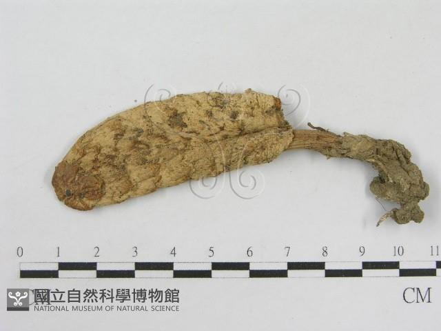 登錄號:F0003347藏品圖，第1張