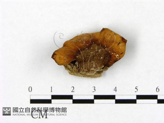 登錄號:F0013347藏品圖，第1張