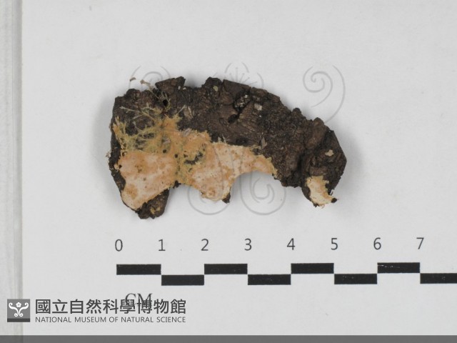 登錄號:F0033347藏品圖，第1張