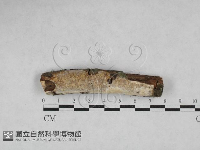 登錄號:F0028237藏品圖，第1張