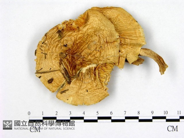 登錄號:F0008237藏品圖，第1張