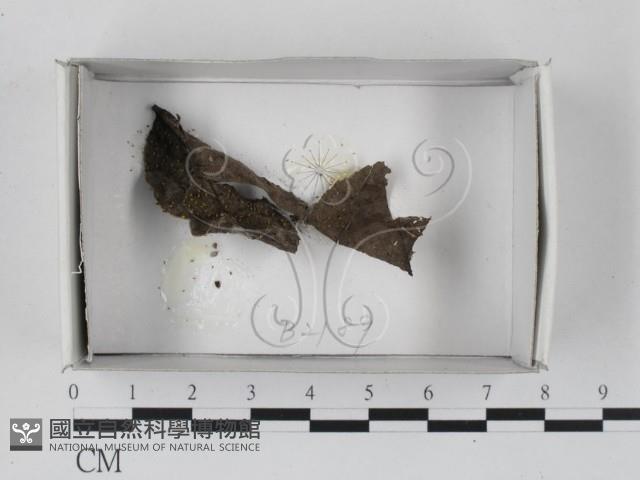 登錄號:F0018237藏品圖，第1張