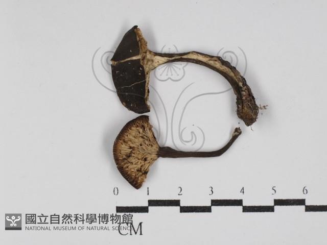 乳菇屬藏品圖，第1張