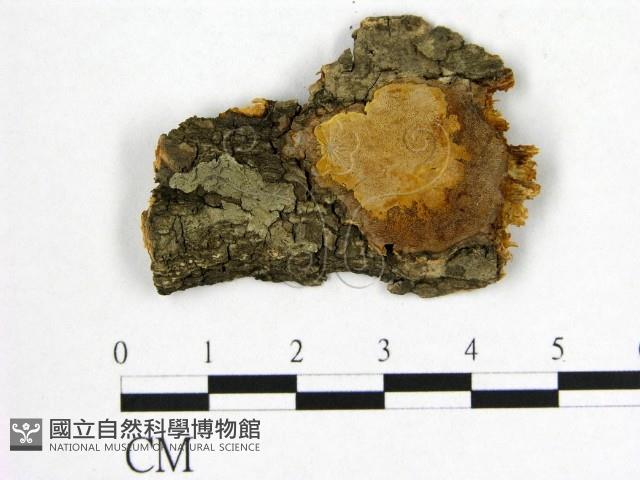 登錄號:F0006237藏品圖，第1張