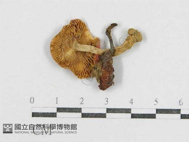 登錄號:F0011237藏品圖，第1張
