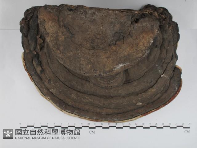 松生擬層孔菌藏品圖，第1張