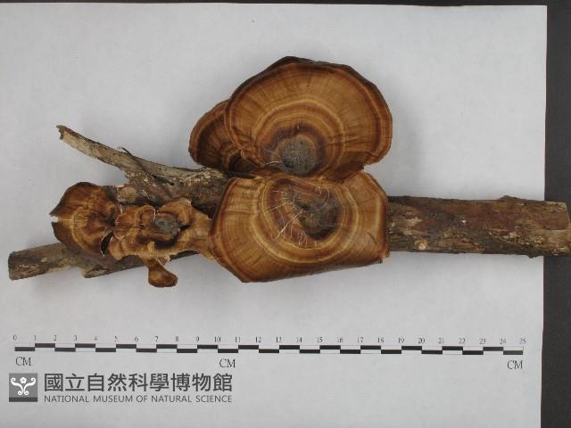 相鄰小孔菌藏品圖，第1張