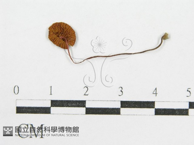 登錄號:F0014237藏品圖，第1張