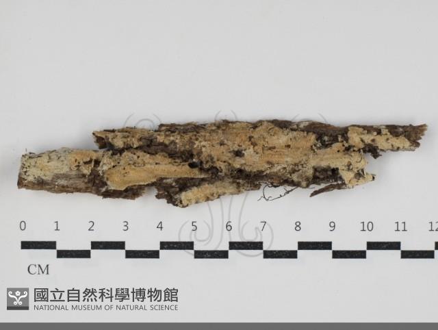 登錄號:F0034237藏品圖，第1張