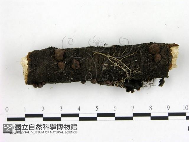 登錄號:F0012237藏品圖，第1張