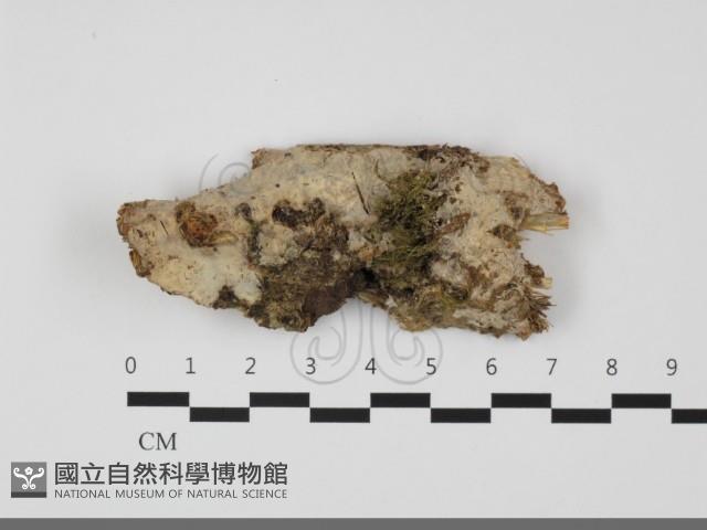 登錄號:F0032237藏品圖，第1張