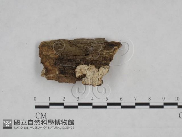 登錄號:F0025237藏品圖，第1張