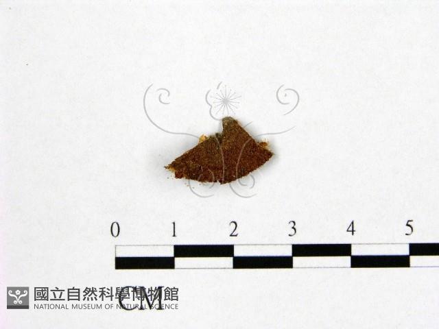 登錄號:F0005237藏品圖，第1張