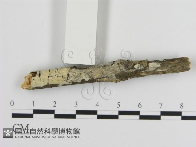 登錄號:F0015237藏品圖，第3張