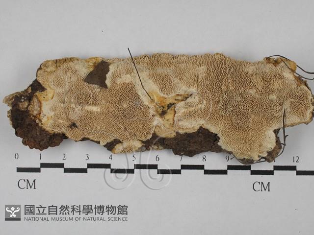 登錄號:F0029237藏品圖，第1張