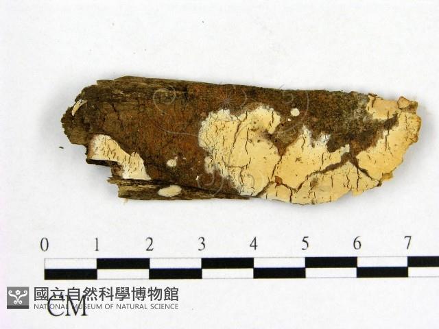 登錄號:F0009237藏品圖，第1張