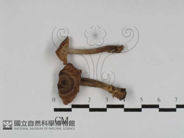 登錄號:F0003237藏品圖，第1張