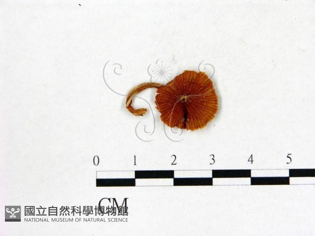 登錄號:F0013237藏品圖，第1張