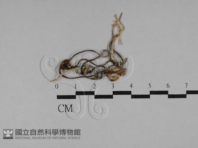 蟲草屬藏品圖，第1張