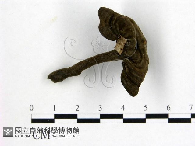 登錄號:F0018837藏品圖，第1張