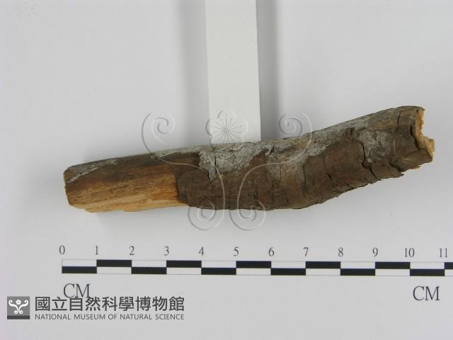 館號:F0020837藏品圖，第1張