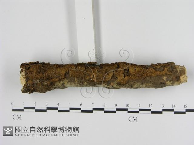 登錄號:F0000837藏品圖，第1張