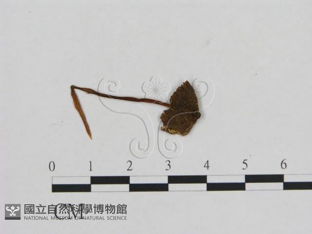 小菇屬藏品圖，第1張