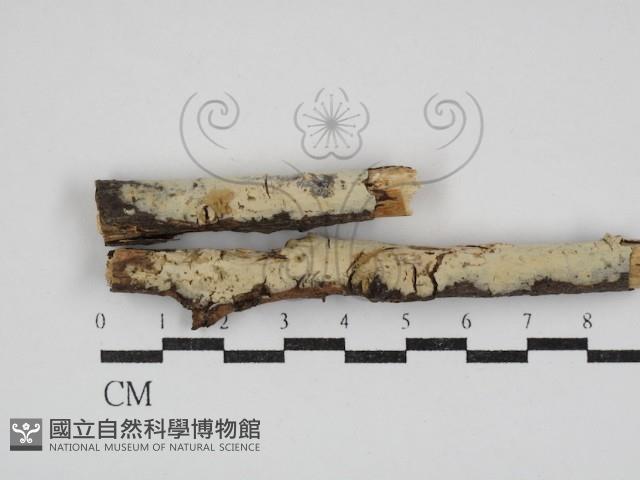 登錄號:F0030837藏品圖，第1張