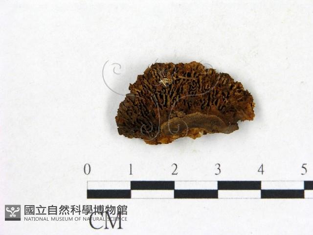 登錄號:F0006837藏品圖，第1張