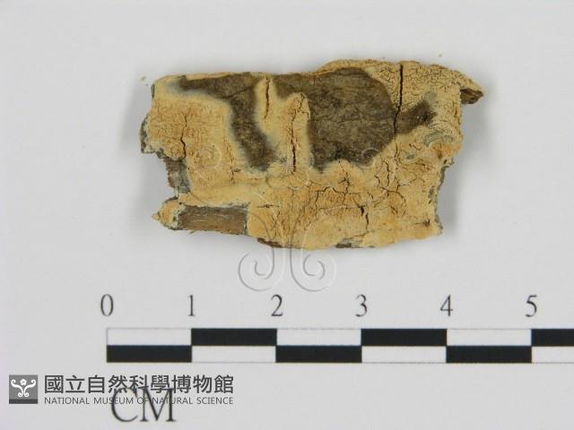 登錄號:F0016837藏品圖，第1張