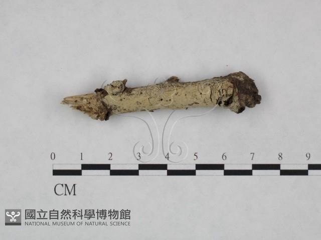 剛毛絲皮菌藏品圖，第1張