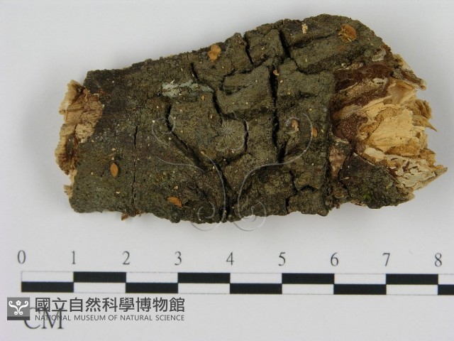 登錄號:F0001837藏品圖，第1張