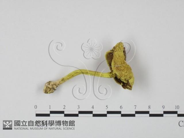 登錄號:F0004837藏品圖，第1張