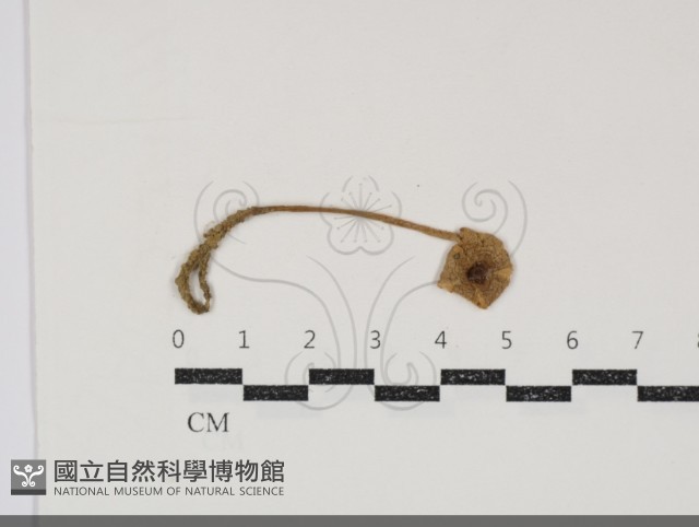 登錄號:F0034837藏品圖，第1張