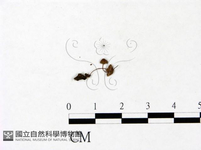 登錄號:F0022837藏品圖，第1張