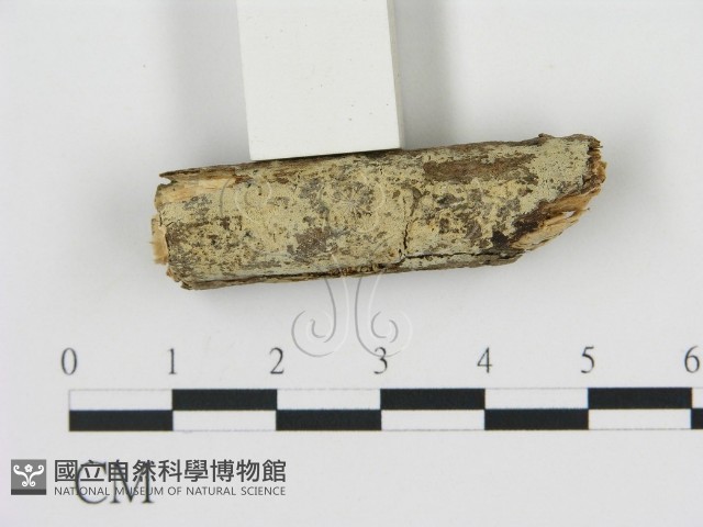 剛毛絲皮菌藏品圖，第1張