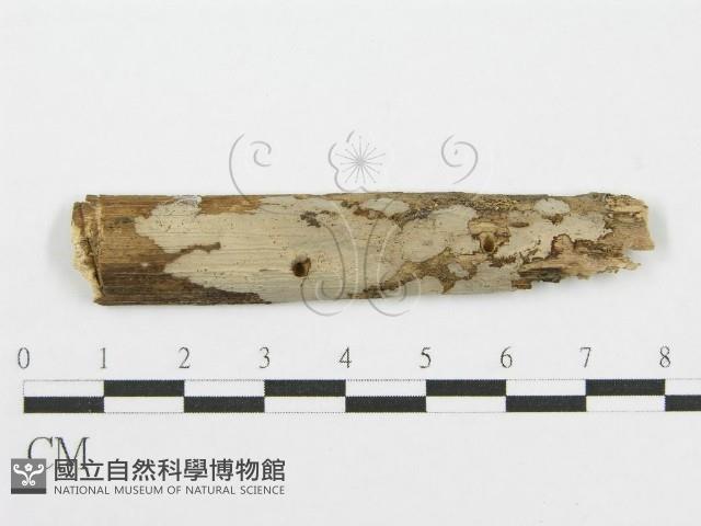 筍殼菌屬藏品圖，第1張