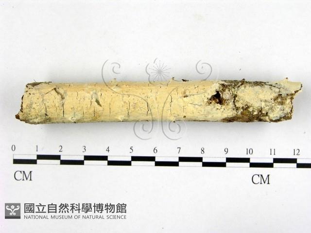 顯絲菌屬藏品圖，第1張