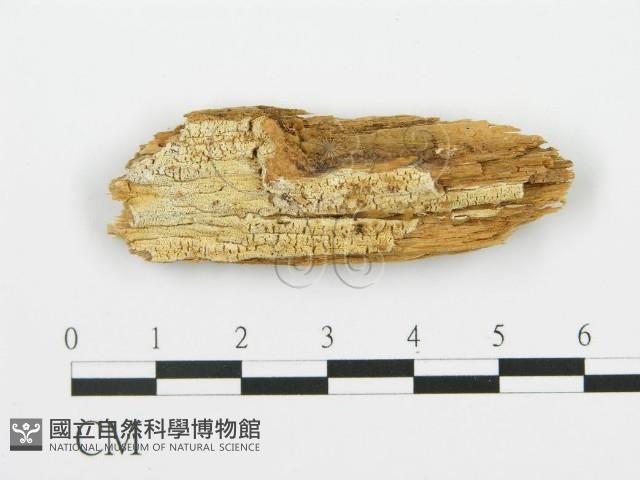 登錄號:F0017837藏品圖，第1張