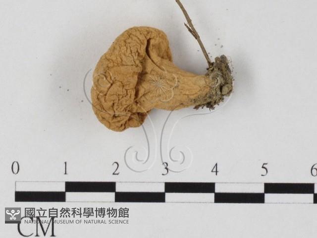 登錄號:F0025837藏品圖，第1張