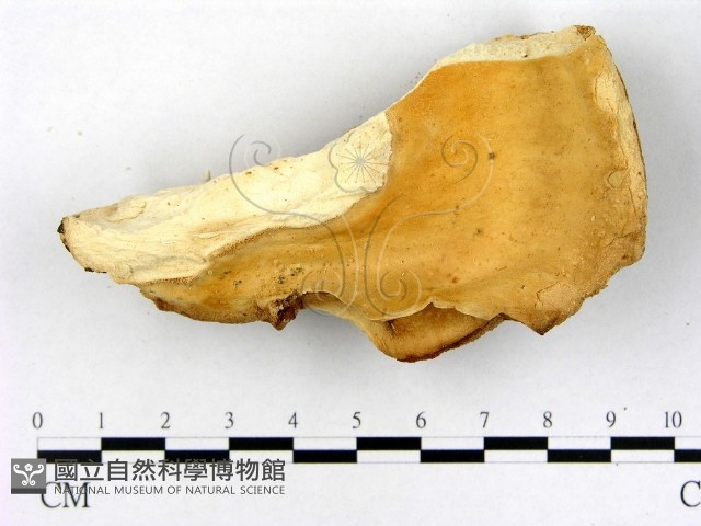 登錄號:F0005837藏品圖，第1張