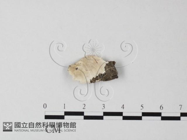 登錄號:F0023837藏品圖，第1張
