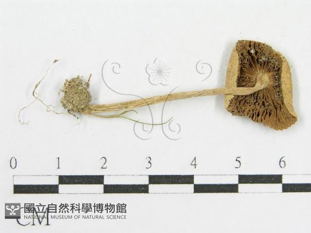 登錄號:F0003837藏品圖，第1張