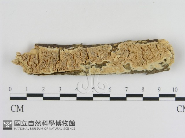 登錄號:F0013837藏品圖，第1張