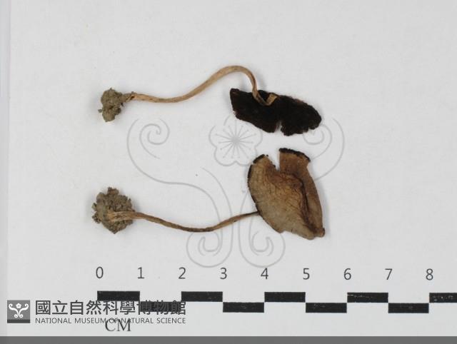 登錄號:F0033837藏品圖，第1張