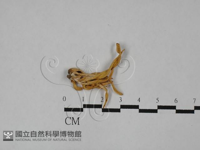 登錄號:F0028937藏品圖，第1張